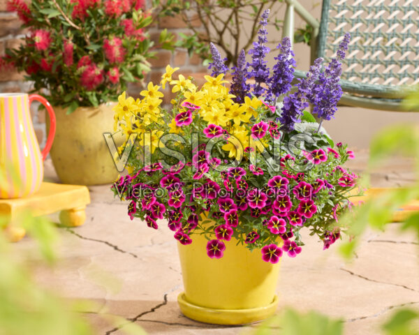 Salvia Mysty & Friends Salvia Mysty & Friends