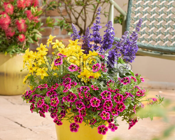 Salvia Mysty & Friends Salvia Mysty & Friends