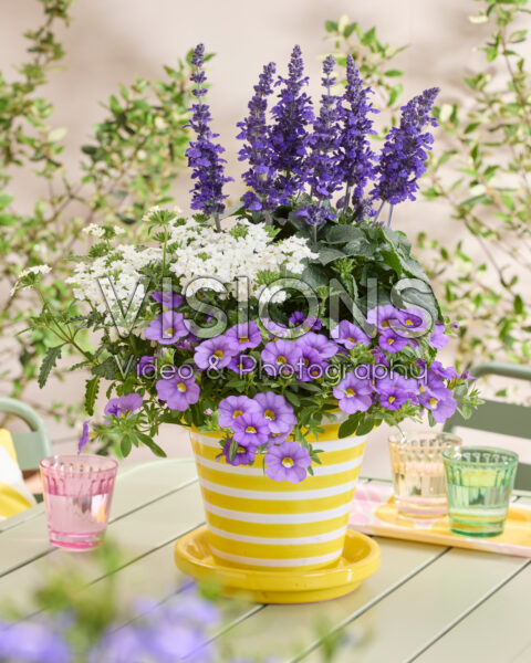 Salvia Mysty & Friends Salvia Mysty & Friends