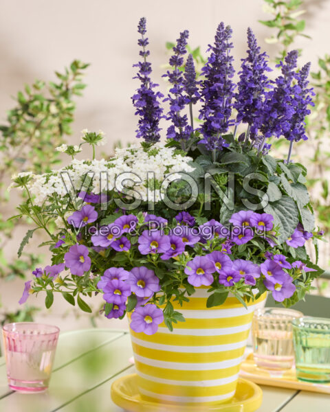 Salvia Mysty & Friends Salvia Mysty & Friends