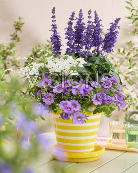 Salvia Mysty & Friends Salvia Mysty & Friends