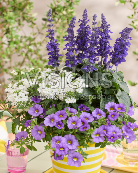 Salvia Mysty & Friends