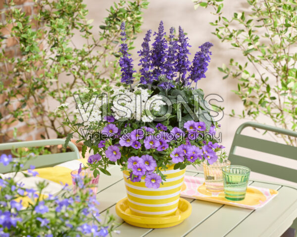 Salvia Mysty & Friends Salvia Mysty & Friends