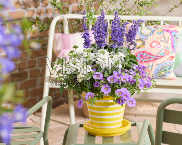 Salvia Mysty & Friends Salvia Mysty & Friends