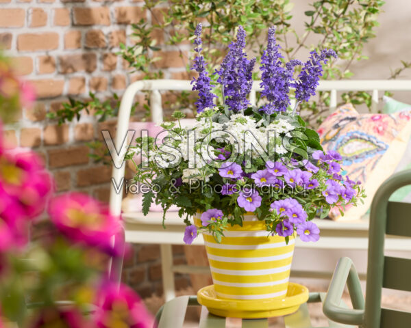 Salvia Mysty & Friends Salvia Mysty & Friends
