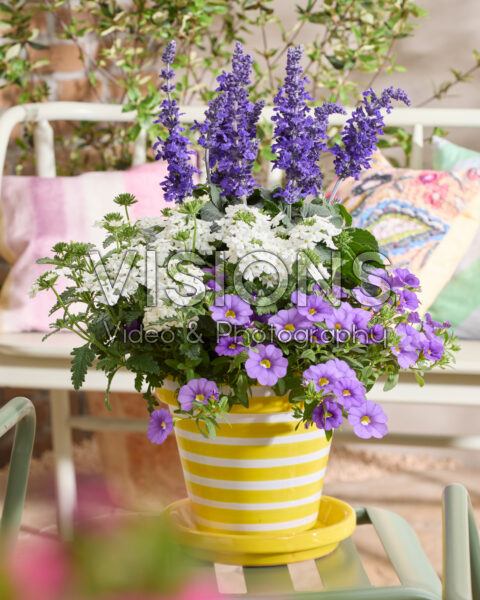 Salvia Mysty & Friends Salvia Mysty & Friends