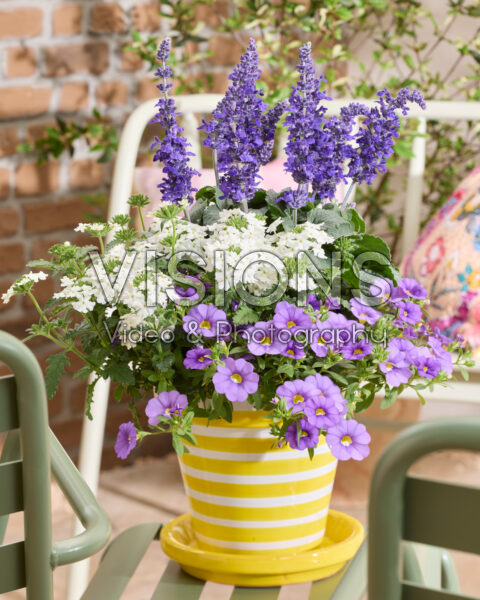 Salvia Mysty & Friends Salvia Mysty & Friends