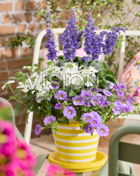Salvia Mysty & Friends