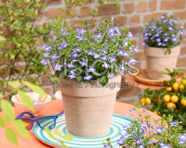 Lobelia erinus Heatopia™ Sky Blue Lobelia erinus Heatopia™ Sky Blue