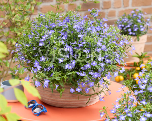 Lobelia erinus Heatopia™ Sky Blue Lobelia erinus Heatopia™ Sky Blue