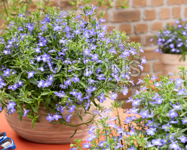 Lobelia erinus Heatopia™ Sky Blue