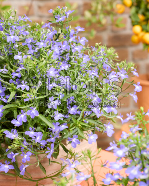 Lobelia erinus Heatopia™ Sky Blue Lobelia erinus Heatopia™ Sky Blue
