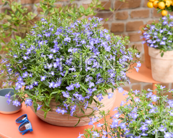 Lobelia erinus Heatopia™ Sky Blue Lobelia erinus Heatopia™ Sky Blue