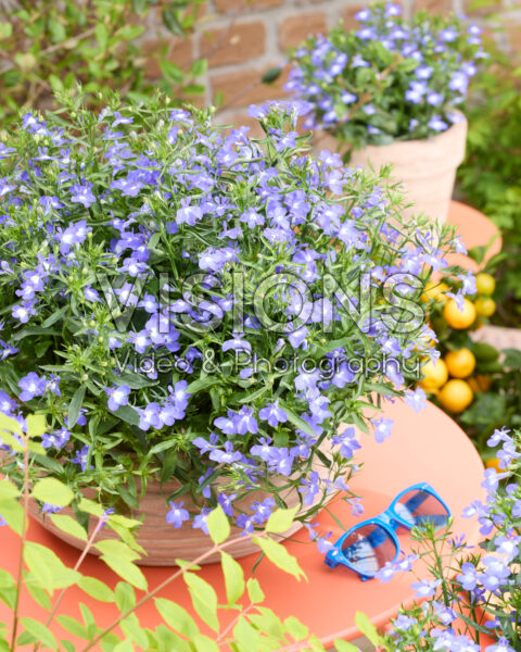Lobelia erinus Heatopia™ Sky Blue Lobelia erinus Heatopia™ Sky Blue