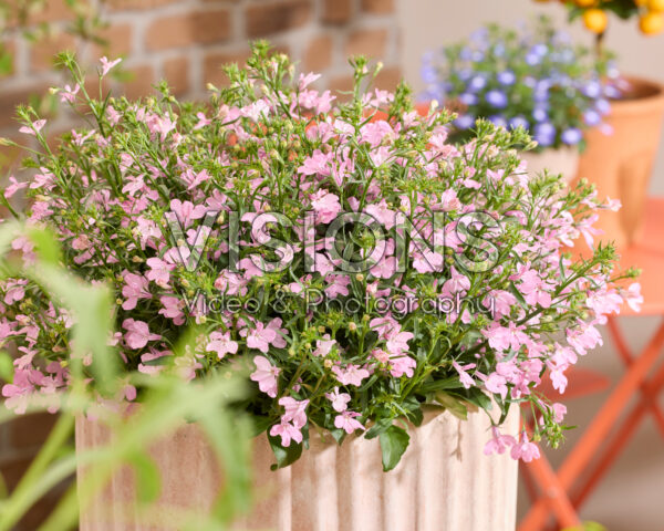 Lobelia erinus Heatopia™ Pink Lobelia erinus Heatopia™ Pink