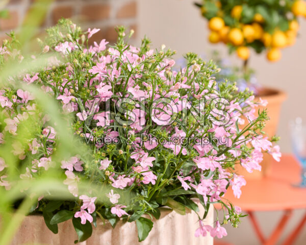 Lobelia erinus Heatopia™ Pink Lobelia erinus Heatopia™ Pink