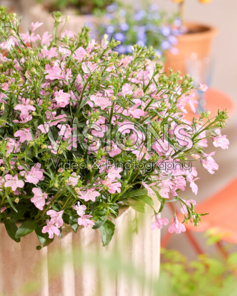 Lobelia erinus Heatopia™ Pink Lobelia erinus Heatopia™ Pink