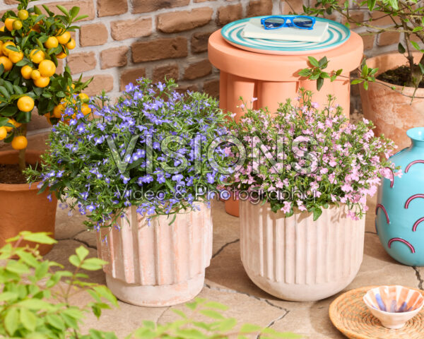 Lobelia erinus Heatopia™ Pink, Sky Blue