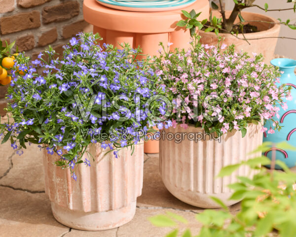 Lobelia erinus Heatopia™ Pink, Sky Blue Lobelia erinus Heatopia™ Pink, Sky Blue