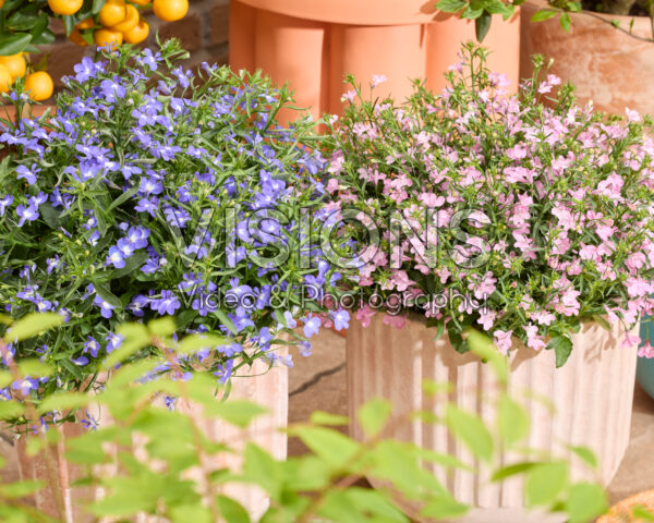 Lobelia erinus Heatopia™ Pink, Sky Blue Lobelia erinus Heatopia™ Pink, Sky Blue