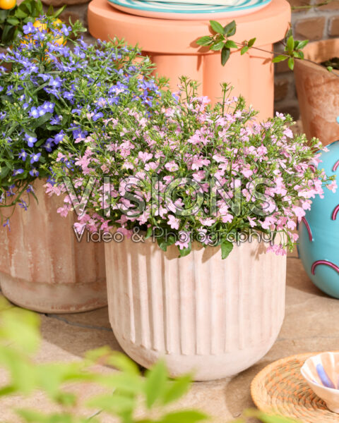 Lobelia erinus Heatopia™ Pink Lobelia erinus Heatopia™ Pink