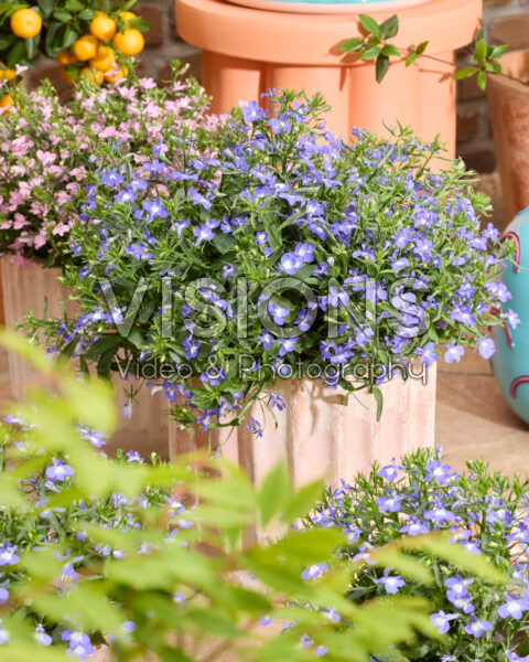 Lobelia erinus Heatopia™ Sky Blue Lobelia erinus Heatopia™ Sky Blue