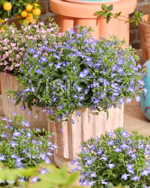 Lobelia erinus Heatopia™ Sky Blue Lobelia erinus Heatopia™ Sky Blue