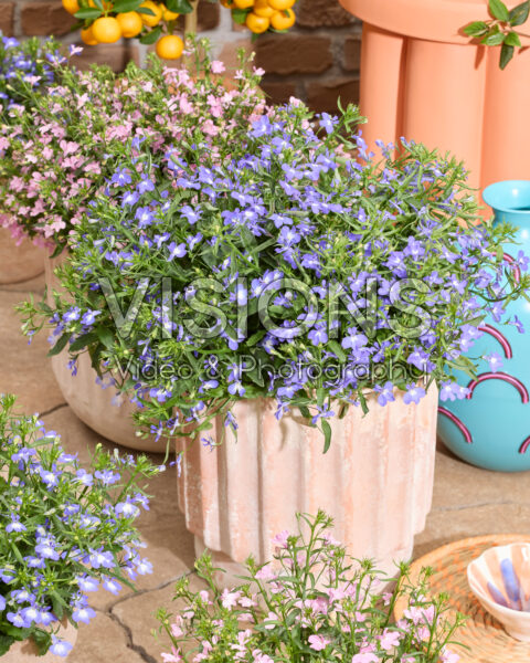Lobelia erinus Heatopia™ Sky Blue Lobelia erinus Heatopia™ Sky Blue
