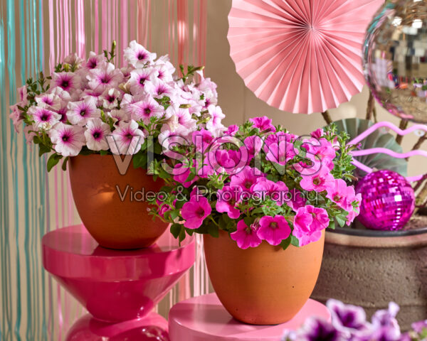 Petunia Go! Tunia® Petunia Go! Tunia®