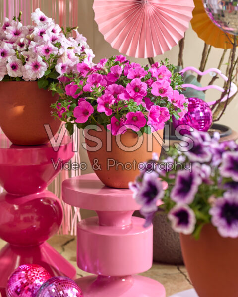 Petunia Go! Tunia® Petunia Go! Tunia®