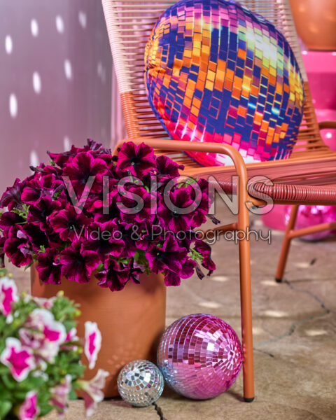 Petunia Go! Tunia® Petunia Go! Tunia®