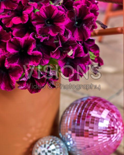 Petunia Go! Tunia® Petunia Go! Tunia®
