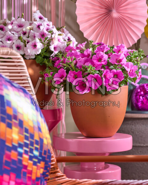 Petunia Go! Tunia®