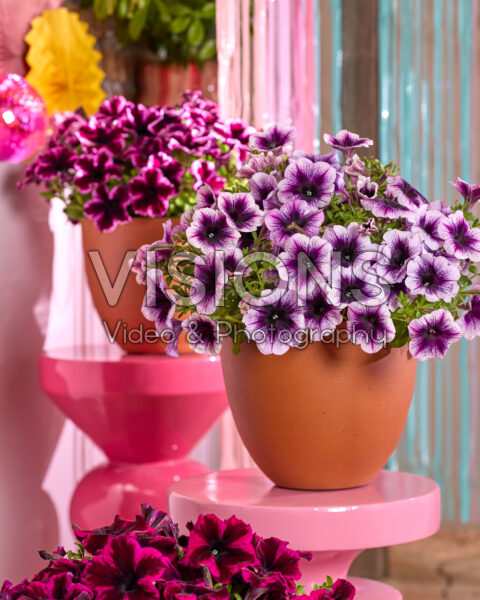 Petunia Go! Tunia® Petunia Go! Tunia®