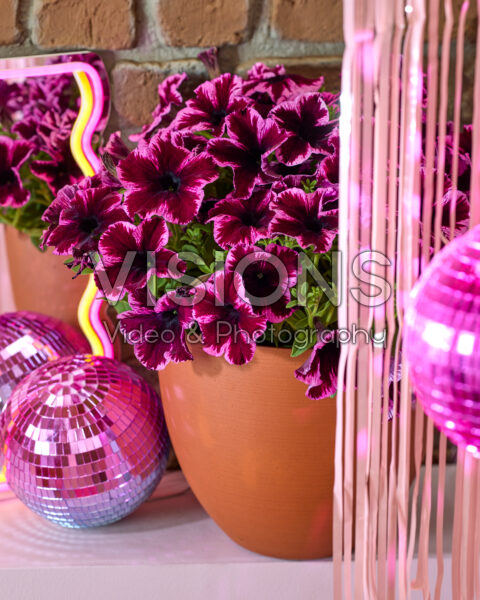 Petunia Go! Tunia®