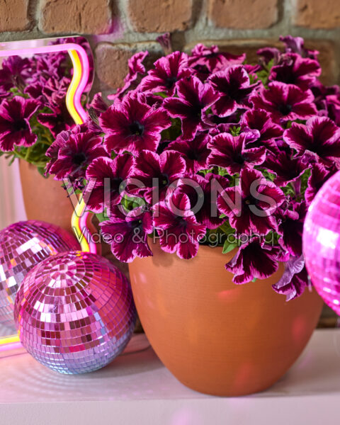 Petunia Go! Tunia® Petunia Go! Tunia®