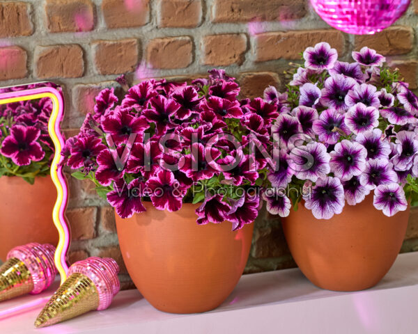 Petunia Go! Tunia® Petunia Go! Tunia®