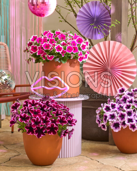 Petunia Go! Tunia® Petunia Go! Tunia®