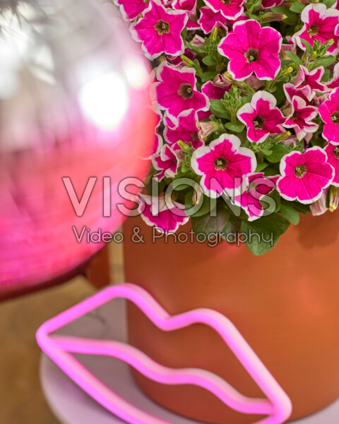 Petunia Go! Tunia® Petunia Go! Tunia®