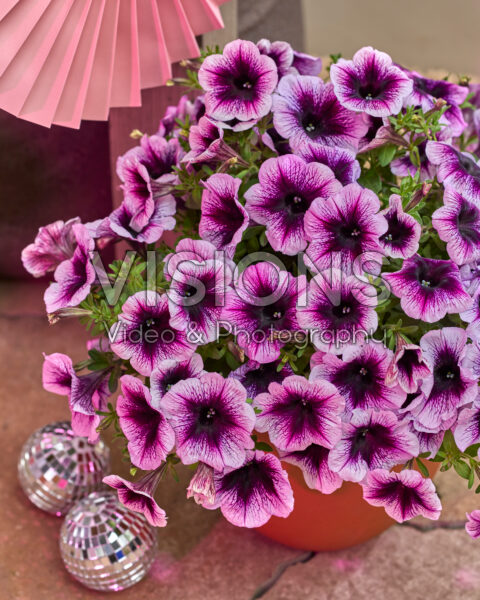 Petunia Go! Tunia® Petunia Go! Tunia®