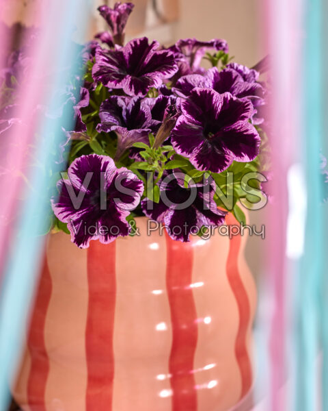 Petunia Go! Tunia® Petunia Go! Tunia®