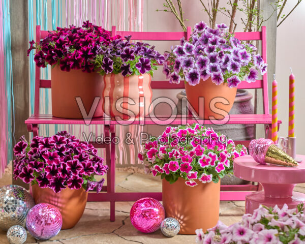 Petunia Go! Tunia® Petunia Go! Tunia®