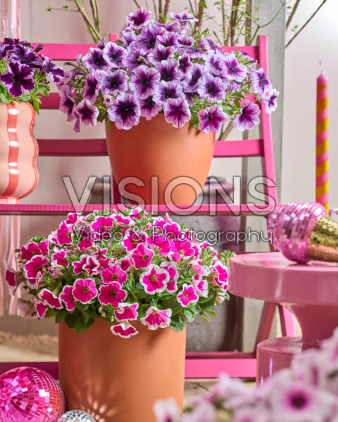 Petunia Go! Tunia®