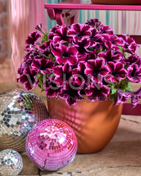 Petunia Go! Tunia® Petunia Go! Tunia®