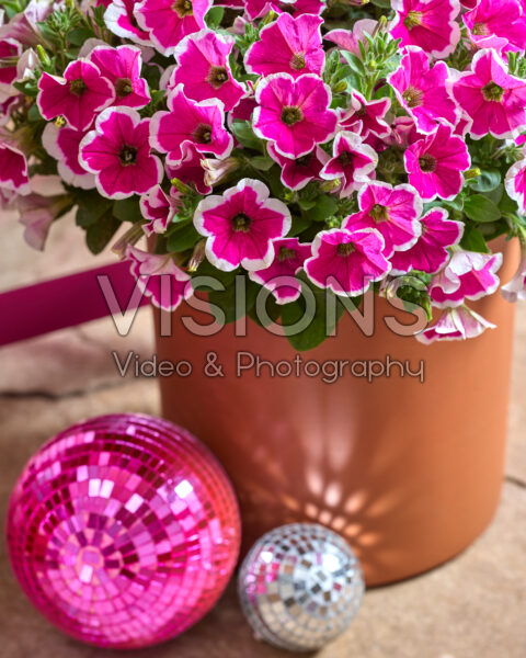 Petunia Go! Tunia® Petunia Go! Tunia®