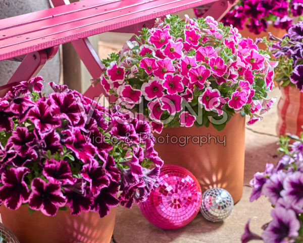 Petunia Go! Tunia® Petunia Go! Tunia®