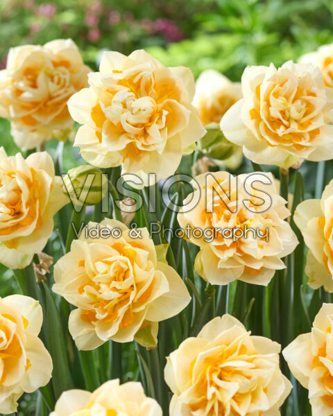 Narcissus Bianca Maria Narcissus Bianca Maria