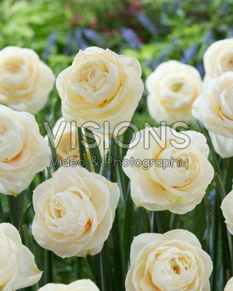 Narcissus Brasicala Narcissus Brasicala