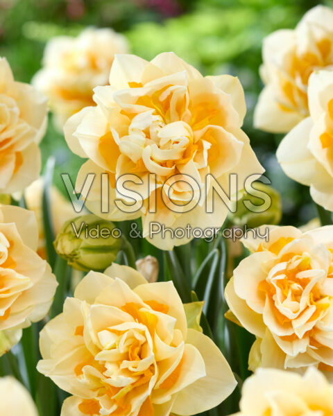 Narcissus Bianca Maria Narcissus Bianca Maria