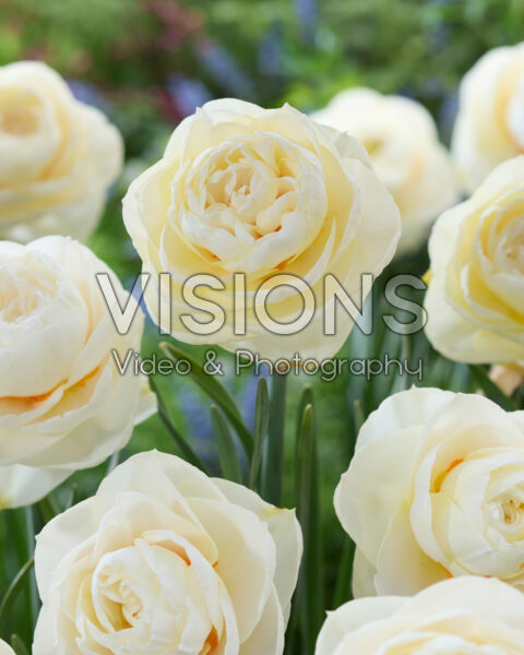 Narcissus Brasicala Narcissus Brasicala